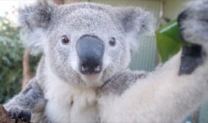 Animales que salen mejor en los selfies que tú