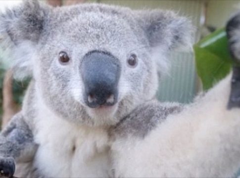 selfies-animal-koala Animales que salen mejor en los selfies que tú