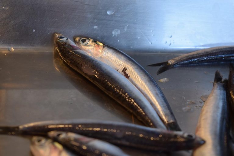 10 formas diferentes de comer anchoas