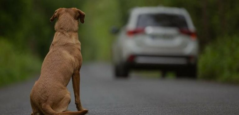 La Real Sociedad Canina de España lanza una campaña contra el abandono de perros