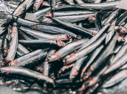 Anchoas en salazón, la alternativa a las de vinagre que son más fáciles de hacer(17) Anchoas en salazón, la alternativa a las de vinagre que son más fáciles de hacer