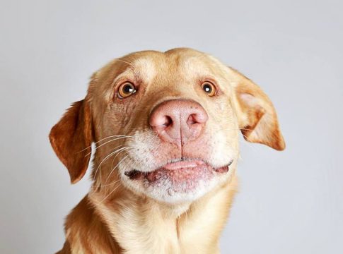 Cómo saber la edad de un perro 1 Cómo saber la edad de un perro