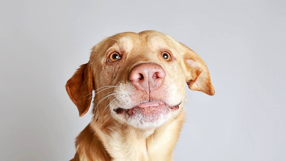 Cómo saber la edad de un perro 1 Cómo saber la edad de un perro