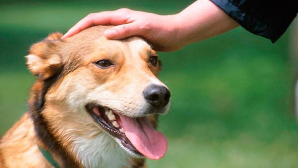 ¿Has comprado o adoptado a un perro?