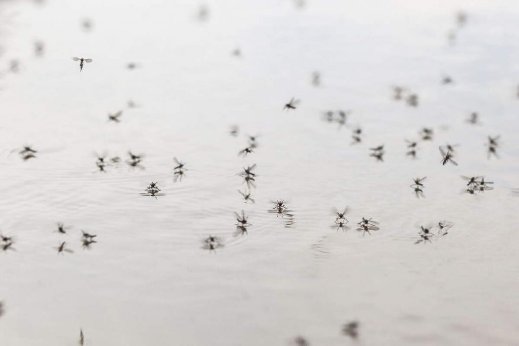 ¿Por qué los mosquitos pican a unos y a otros no?