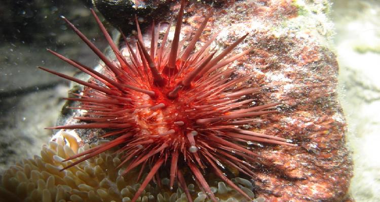 Los animales que más viven en el mundo, ¡impresionante!