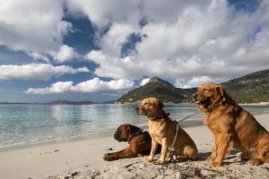 Playas para perros en España: el mapa pet-friendly con las normas de cada zona para este verano