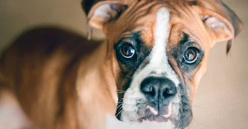 Esto es lo que puede predecir tu perro