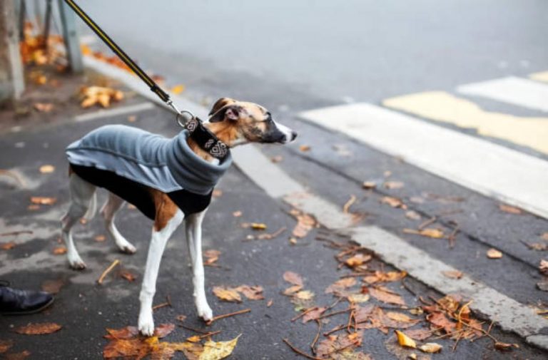 Chile avanza en la prohibición de las carreras de galgos y PACMA pide a España que siga su ejemplo