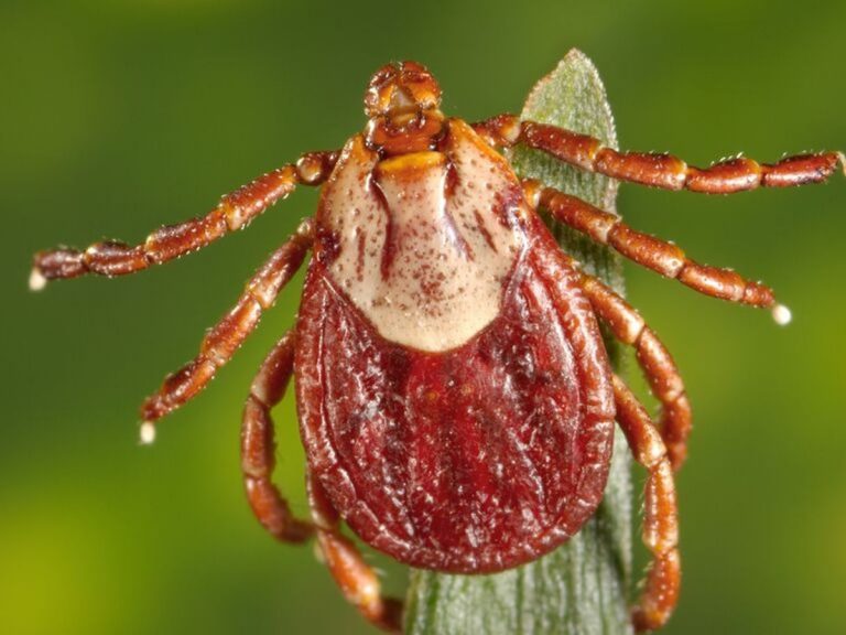 Garrapatas: si tienes estas señales es que te han picado
