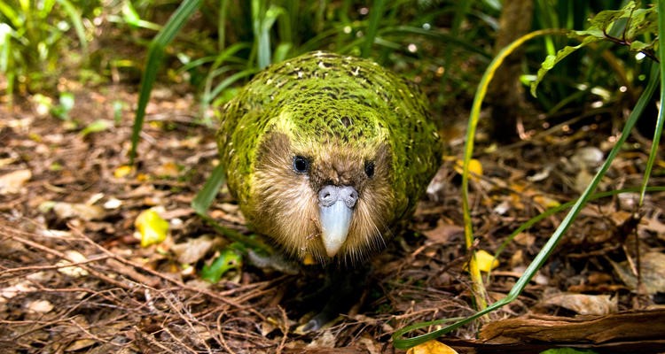 Los animales más feos del mundo. ¡Qué miedo!