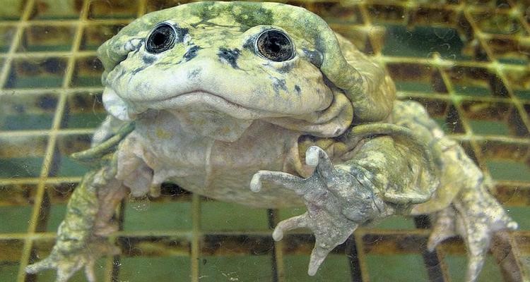 Los animales más feos del mundo. ¡Qué miedo!