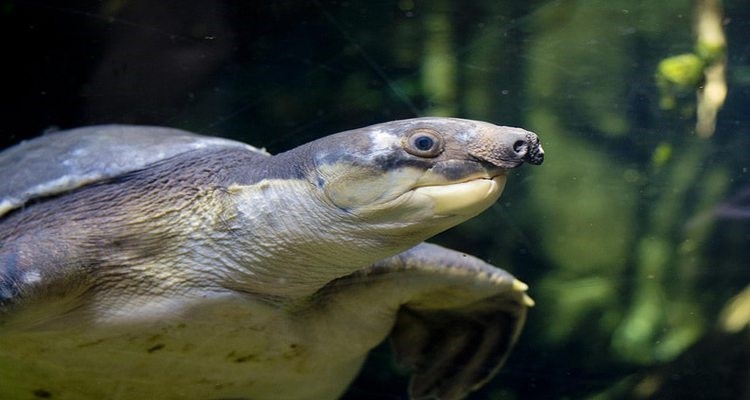 Los animales más feos del mundo. ¡Qué miedo!