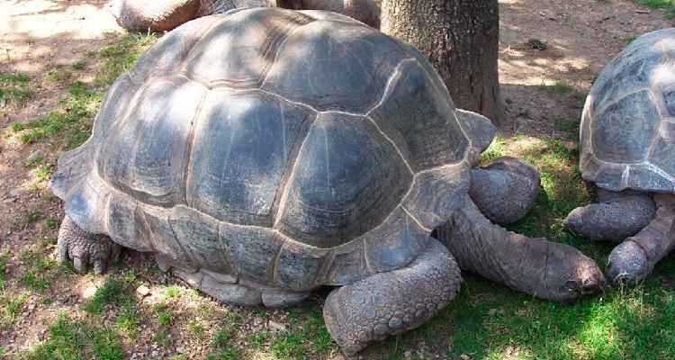 Los animales que más viven en el mundo, ¡impresionante!