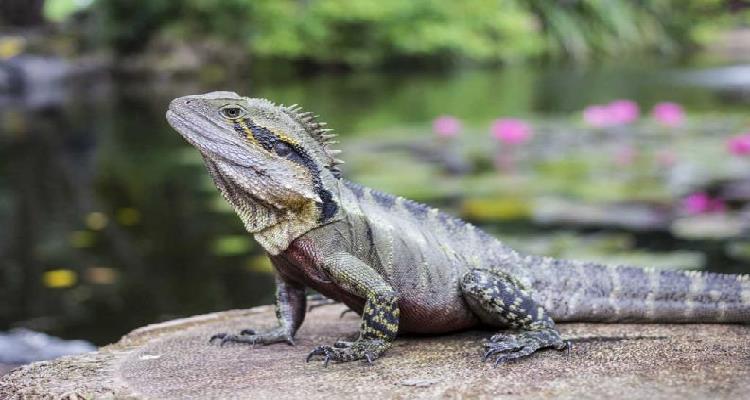 Los animales que más viven en el mundo, ¡impresionante!