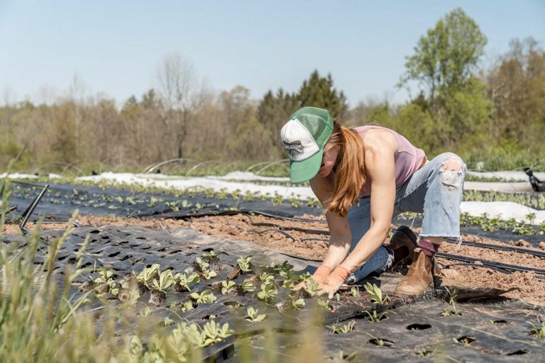 Cómo la Agroinformática está Revolucionando las Decisiones Agrícolas