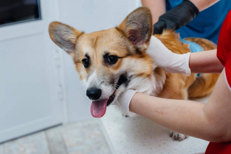 Curso de Auxiliar Veterinario con VetFormación