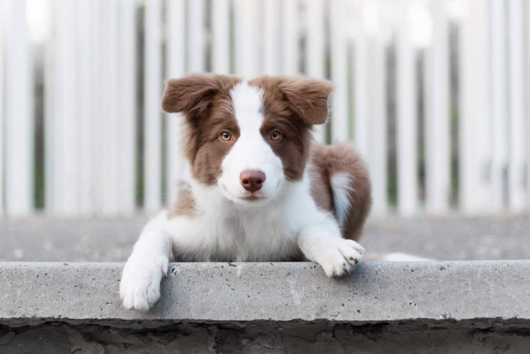 Tiendacachorro.es explica todo lo que hay que saber sobre el cuidado de un cachorro