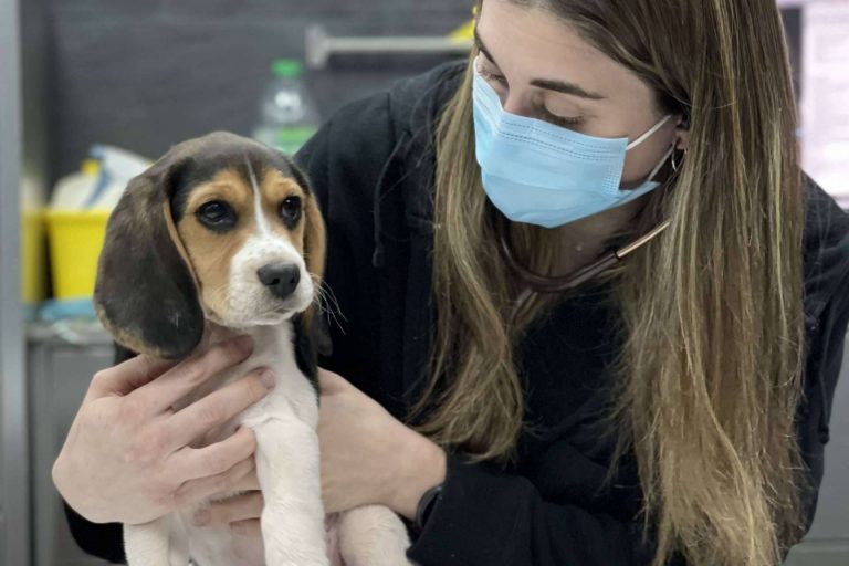 La importancia de proteger a las mascotas del calor durante el verano, por Hospital Veterinario El Bosque