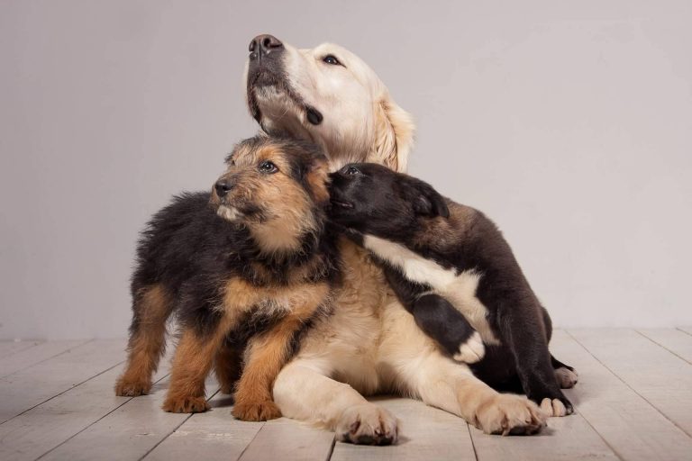 Cachorros Del Valle, criadero profesional con multitud de razas de perros