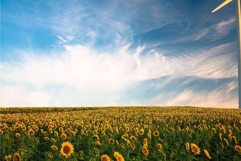 La multinacional española Royal Bio con sede en Murcia lanza su apuesta más potente con su tienda online para conquistar el mercado español y europeo