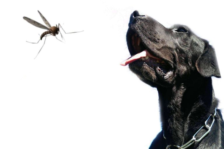 Asociación Española Perros de Apoyo sobre la leishmaniosis; el contagio, su tratamiento y cómo prevenirla