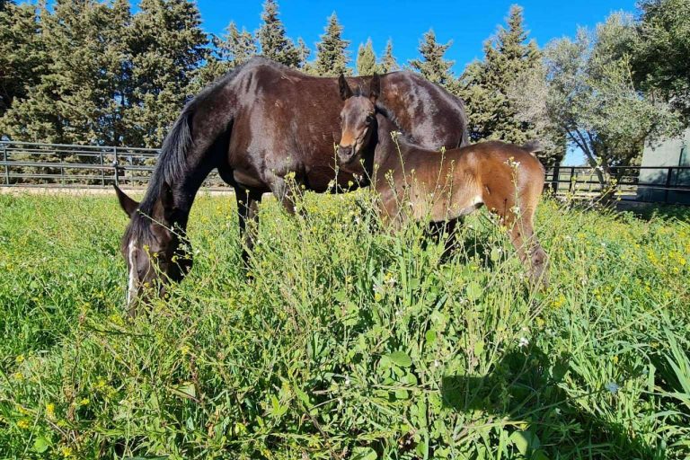 La reconocida ganadería de KWPN y CDE Yeguada Encinasola está enfocada en la doma clásica