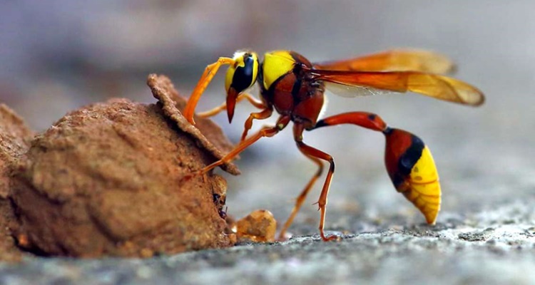 Qué hacer si te pica la avispa alfarera