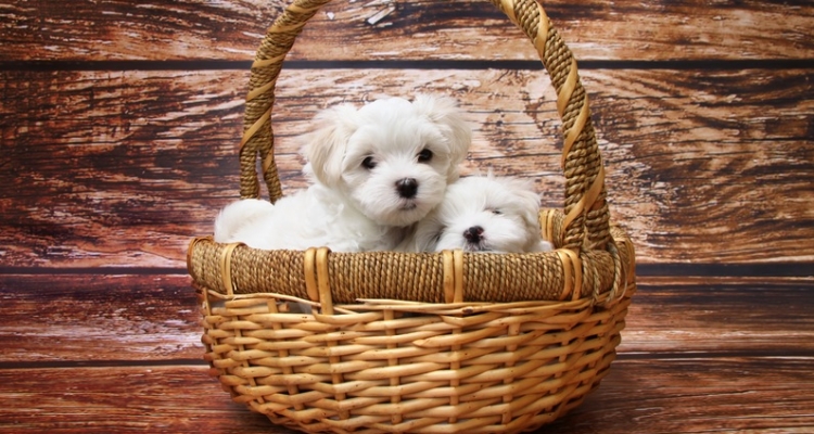 Fotos de los perros más tiernos del mundo