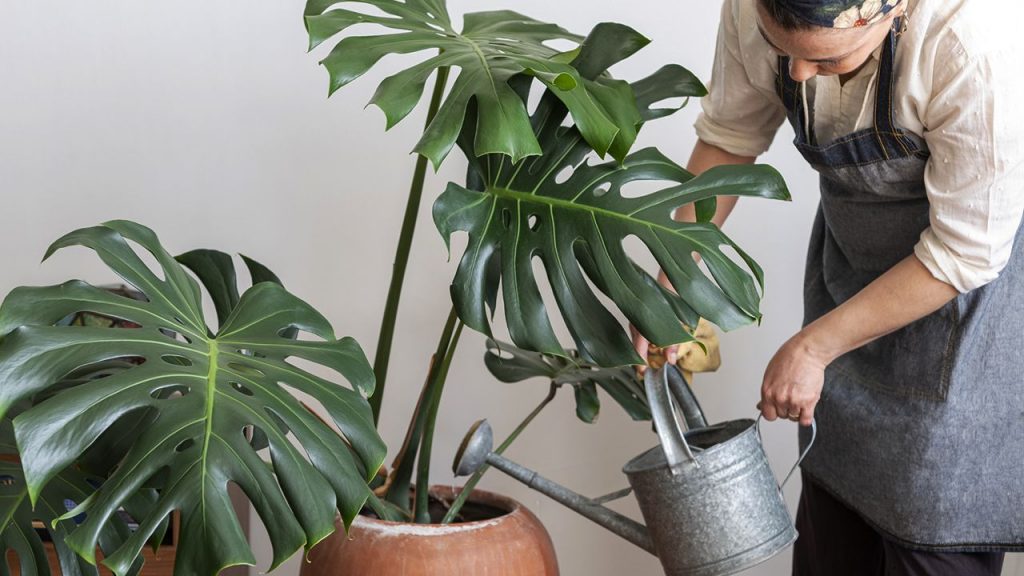 Plantas de interior todoterreno: estas soportan el calor extremo