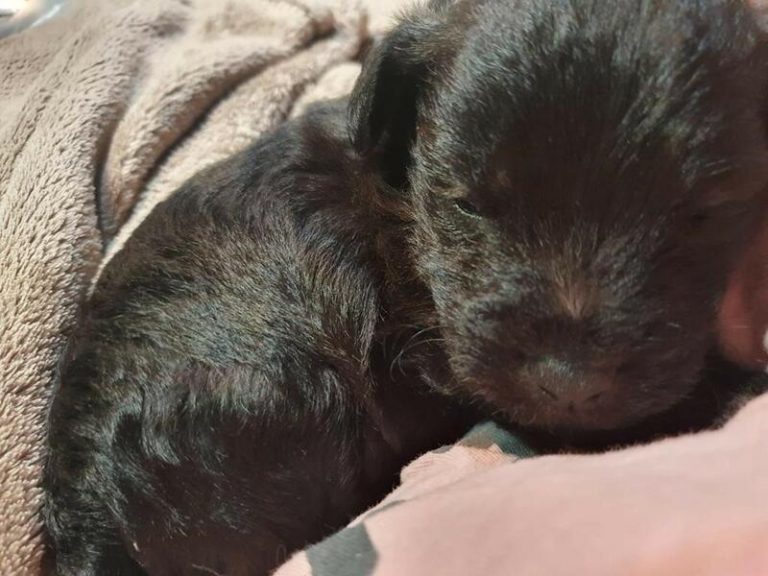 Belarra espera que la futura ley de derechos de los animales acabe con el problema del maltrato y abandono