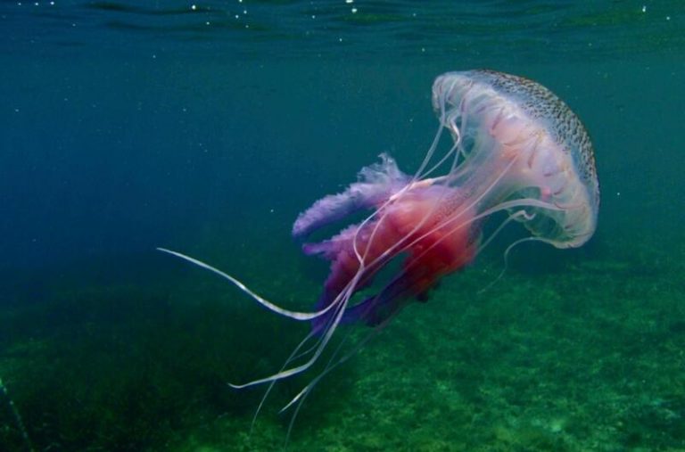Expertos desmienten las creencias populares contra las medusas: echar orina, agua dulce o arena agrava la erupción