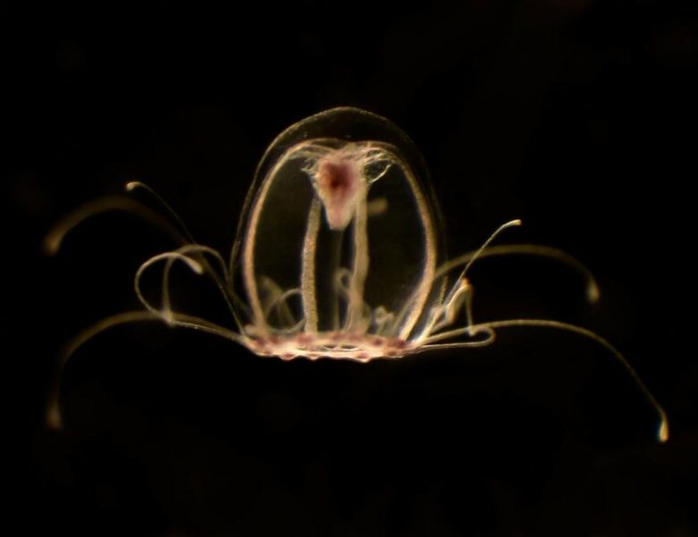 Un equipo de investigadores de la Universidad de Oviedo descifra el genoma de la medusa inmortal