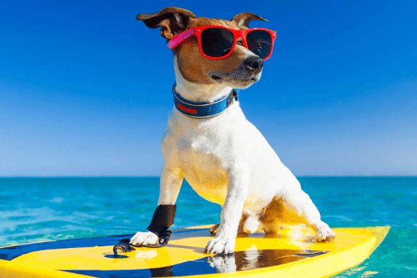 Los mejores hoteles para ir acompañado de tu perro 164 Hotel Casual Vintage