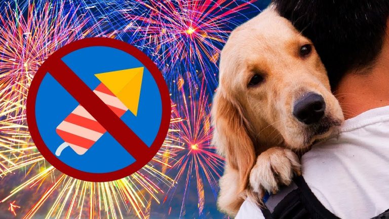 Cómo proteger a tu perro ante petardos y fuegos artificiales
