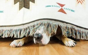 Los petardos de San Juan aterrorizan a los perros: cómo evitar que huyan y se pierdan