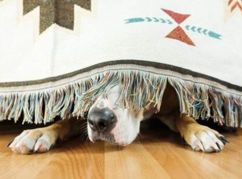 Como-proteger-a-tu-perro-ante-petardos-y-fuegos-artificiales-11