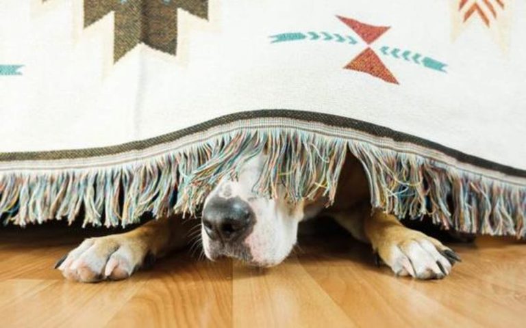 Los petardos de San Juan aterrorizan a los perros: cómo evitar que huyan y se pierdan