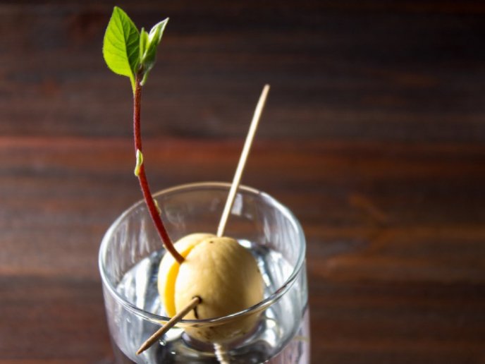 Consejos para plantar un aguacate desde el hueso 1 ¿Cuáles son las bondades que tiene el aguacate?