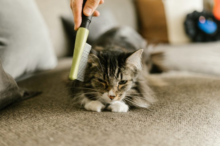 El aparato con el que podrás hablar y entender a tu perro o gato