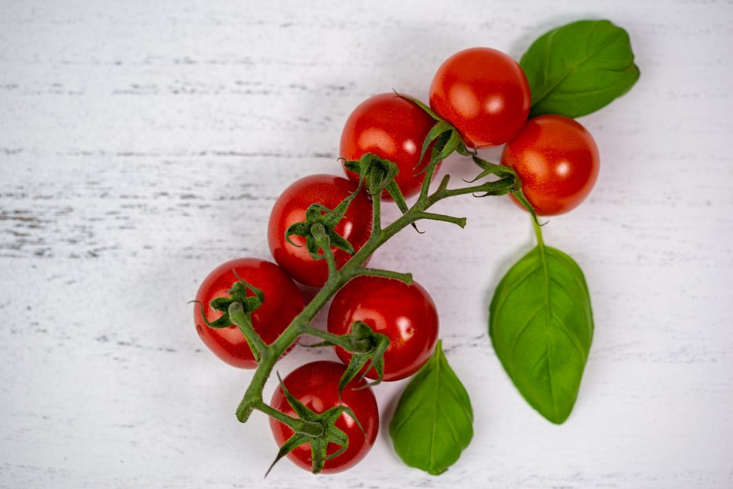 tomate en rama