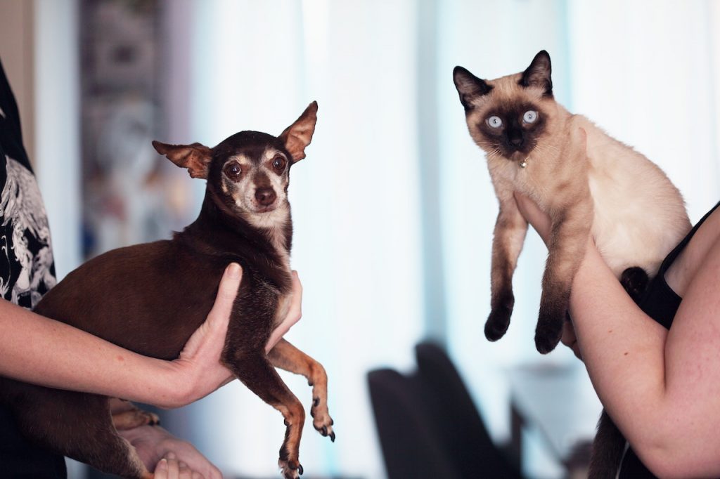 El mejor vínculo que puedes tener con los animales 