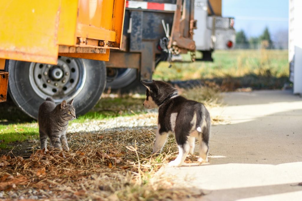 El sistema se llama Talking Digo Movement y puede usarlo un perro o gato