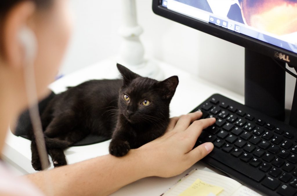 Funciones que tú mismo le puedes añadir para que tu perro o gato aprenda 