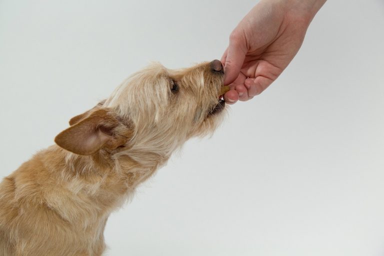 Galletas caseras para perros: premia a tu mascota con algo saludable