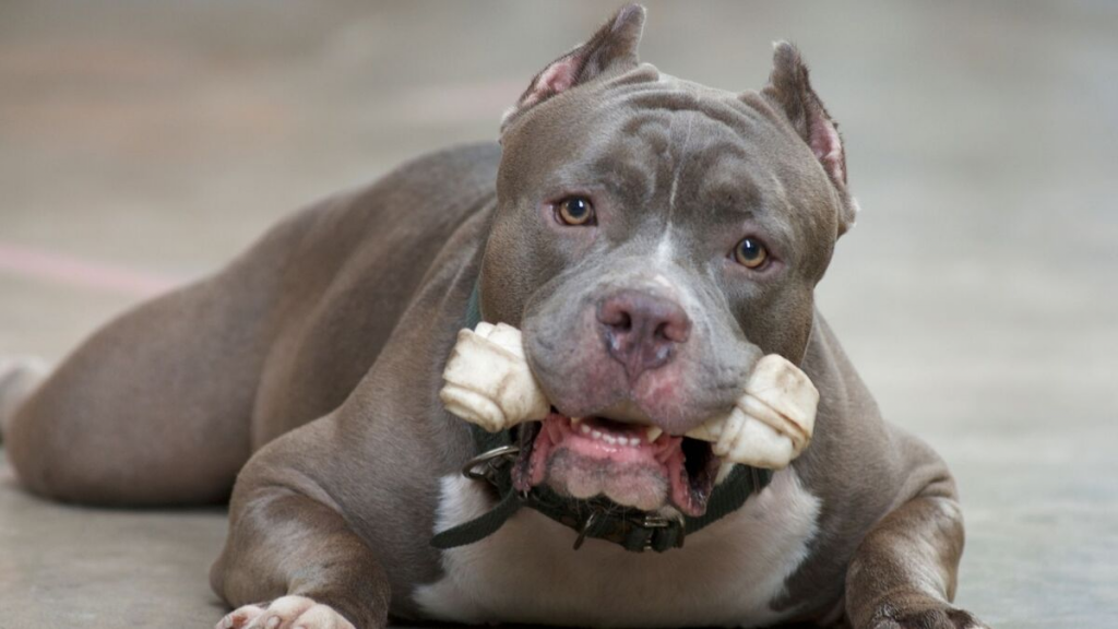 Las razas peligrosas