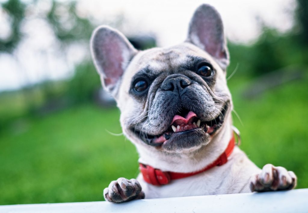 La felicidad de tu perro o gato gracias a los sistemas de comunicación