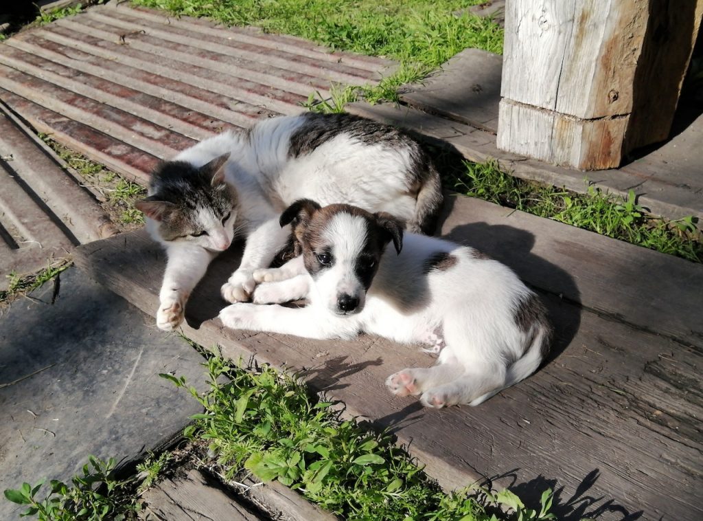 Los animales sí se expresan, pero podrían hacerlo mejor
