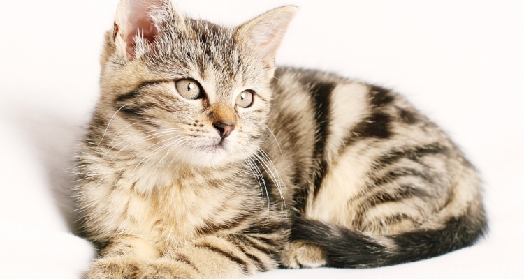 Datos sobre los gatos que te dejarán pensando