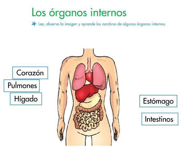 Curiosidades sobre el cuerpo humano 9 Curiosidades sobre el cuerpo humano